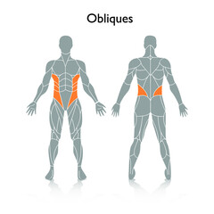 Man muscles in the body, vector