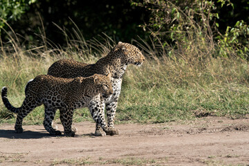 Leopard Koboso and her cub coming out from woods, Masai Mara