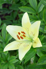 Blooming yellow lily under the sun rays on the flower bed in the garden