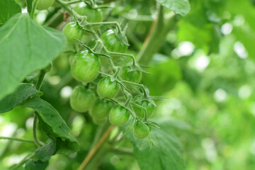 Green cherry tomatoes ripening on a branch in the greenhouse	