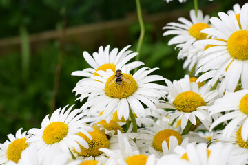 Obraz premium White garden chamomiles on the flower bed illuminated by the sun rays and a bee collecting nectar