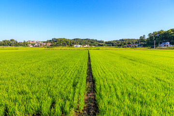 Fototapeta na wymiar Korean traditional rice farming. Korean rice farming scenery. Korean rice paddies. Rice field and the sky in Ganghwa-do, Incheon, South Korea.