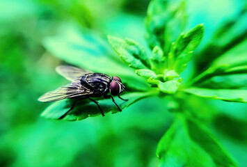 Fototapeta premium fly on leaf