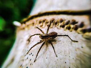 spider on the web