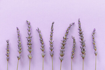 Lavender pattern. Purple flowers viewed from above on a violet background