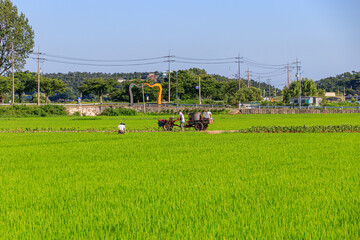 Fototapeta na wymiar Korean traditional rice farming. Korean rice farming scenery. Korean rice paddies. Rice field and the sky in Ganghwa-do, Incheon, South Korea.