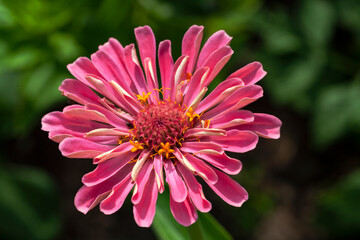 Fototapeta premium Zinnia