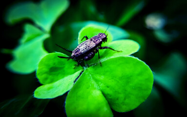 bug on a leaf