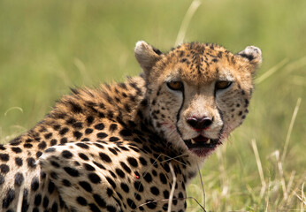 Portrait of a Cheetah, Masai Mara