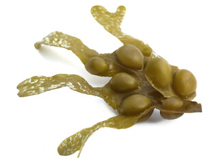 Bladder wrack (Fucus vesiculosus)