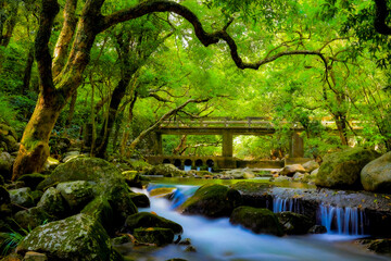 waterfall in the forest