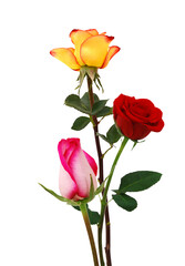 Fototapeta premium Bunch of rosy roses isolated on white 