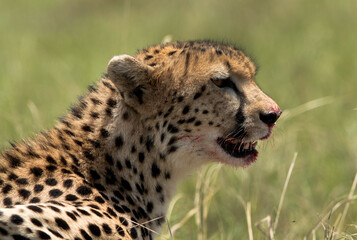 Portrait of a Cheetah with blood stain on mouth, Masai Mara