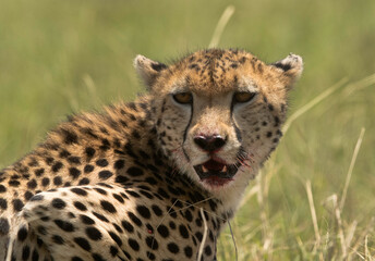 Closeup of a Cheetah, Masai Mara