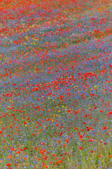 Castelluccio di Norcia, Italy