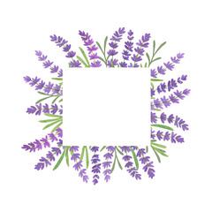 Romantic square frame with light violet tender lavender flower branches on white background, watercolor illustration for greeting cards invitations textile travel articles, symbol of French Provence