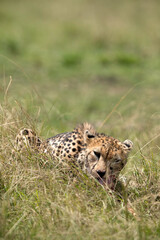Cheetah with kill , Masai Mara