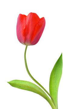  Young red tulips isolated on white background