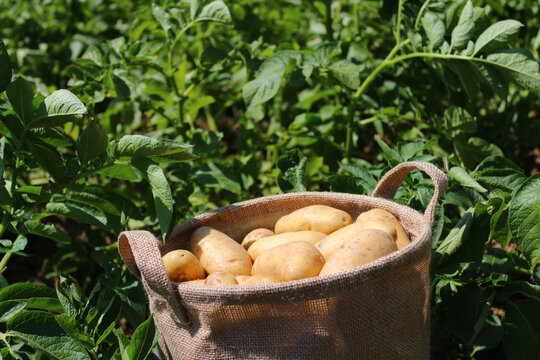 Geerntete Kartoffeln im Kartoffelfeld