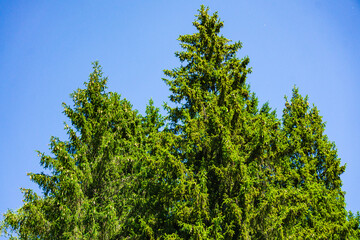 Beautiful young cones of yellow and old brown on the branches of ordinary Christmas tree  against blue cloudless sky. Close-up. Beauty of Russian nature in suburbs. Place for text.