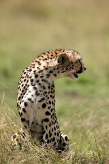 Cheetah turning backside, Masai Mara
