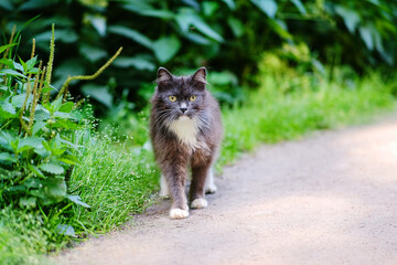 Beautiful black cat with white breast in the foreground