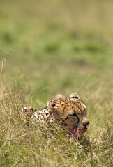 Cheetah eating a kill , Masai Mara