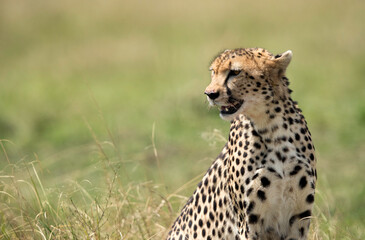 Portrait of a Cheetah, Masai Mara