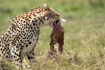 Cheetah with kill , Masai Mara
