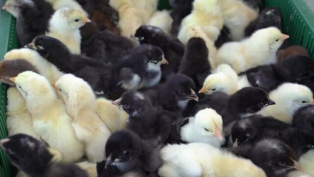 Many black and white chicks