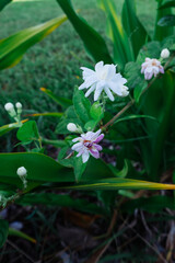 Obraz na płótnie Canvas white jasmine flower in a garden