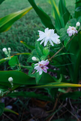 white jasmine flower in a garden