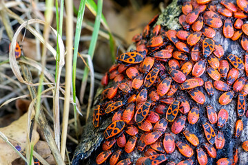 Group of firebug, Pyrrhocoris apterus on tree trunk. Top view, selective focus.