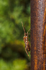 Western conifer seed bug, Leptoglossus occidentalis on wooden plank on sunny summer day