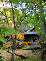 The temple and autumn leaves in Japan