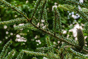 Beautiful young brown bump with white resin on branch of Abies koreana Silberlocke spruce branch on blurry background of evergreen garden. Selective focus. Nature concept for design.