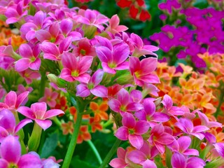 Varias flores peque&ntilde;as color rosas 