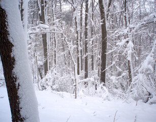 Winter forest scene with heavy snow