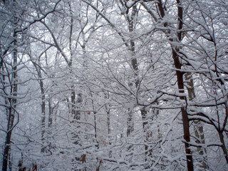 Winter forest scene with snow