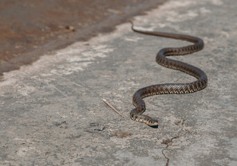 Big already creeps on concrete