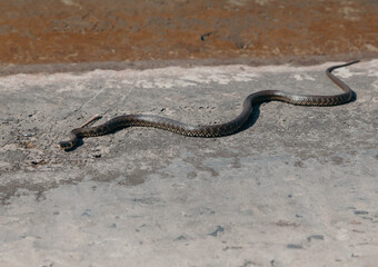Big already creeps on concrete
