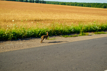 Obraz na płótnie Canvas hare running along