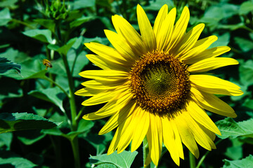 Obraz premium Sunflower flower close up. Summer sunny day. Shallow depth of field. Background blurred