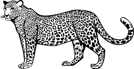 Foto op Plexiglas Leopard. Contour vector monochrome isolated image. © Елена Панкратова