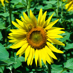 Sunflower flower close up. Summer sunny day. Shallow depth of field. Background blurred