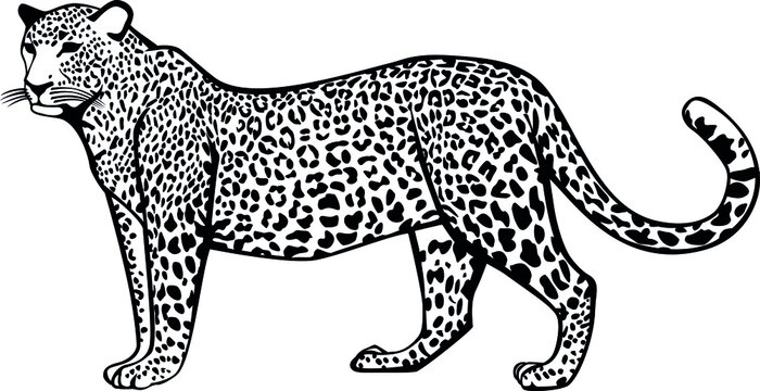 Leopard. Contour vector monochrome isolated image.