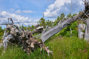 Dead forest on Dreisesselberg mountain. Border of Germany and Czech Republic. Natural forest regeneration without human intervention in national park Sumava (Bohemian Forest)

