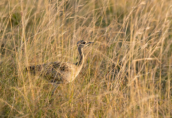 White-Bellied Bustard in the grassland, Masai Mara