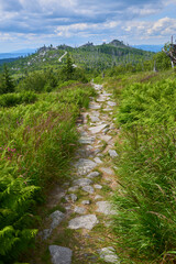 Dead forest on Dreisesselberg mountain. Border of Germany and Czech Republic. Natural forest regeneration without human intervention in national park Sumava (Bohemian Forest)
