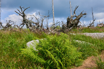 Dead forest on Dreisesselberg mountain. Border of Germany and Czech Republic. Natural forest regeneration without human intervention in national park Sumava (Bohemian Forest)
